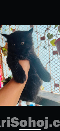 Pure Persian kitten